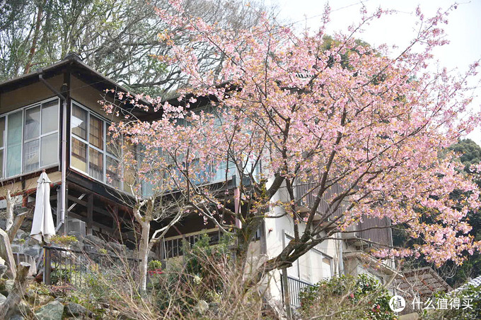 3月29日 京都 醍醐寺3月30日 京都 蹴上傾斜鐵道——山科疏水——哲學