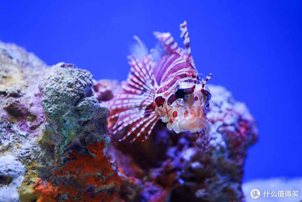 #莫负好春光#带上大法拍萌物——上海海洋水族馆&野生动物园二日游