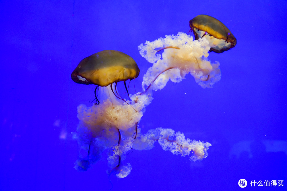 #莫负好春光#带上大法拍萌物——上海海洋水族馆&野生动物园二日游