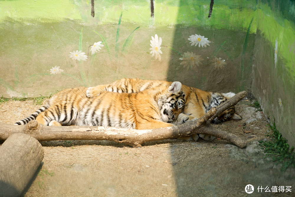 #莫负好春光#带上大法拍萌物——上海海洋水族馆&野生动物园二日游