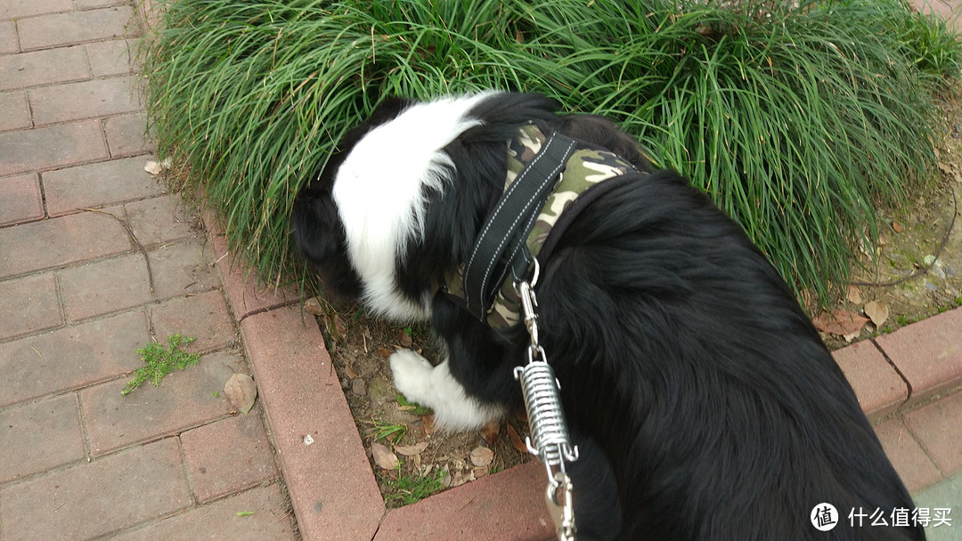 边境牧羊犬养成日记之 幼犬篇2