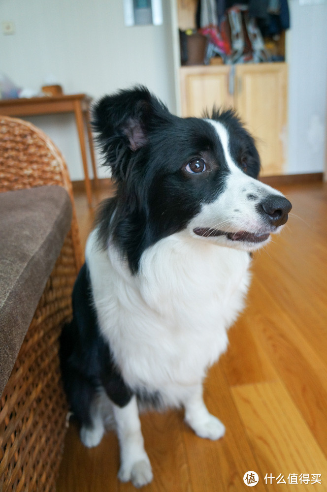 边境牧羊犬养成日记之 幼犬篇2