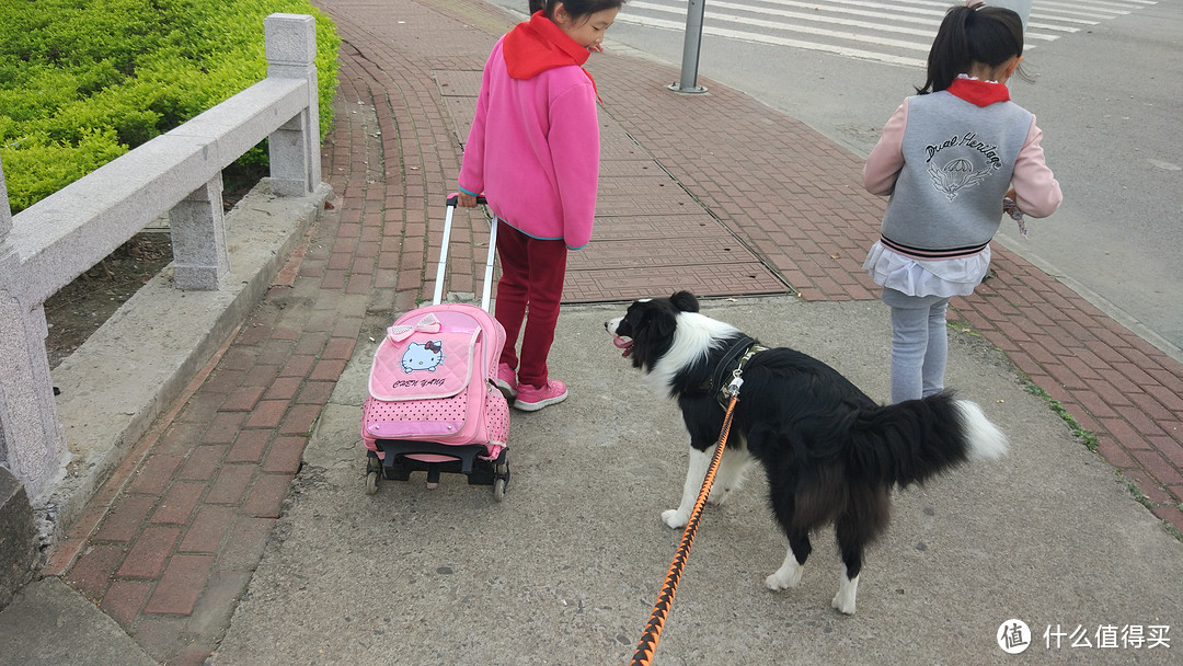 边境牧羊犬养成日记之 幼犬篇2