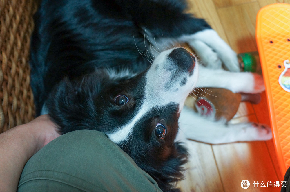 边境牧羊犬养成日记之 幼犬篇2