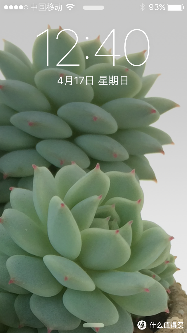 关于室内养多肉植物的品种推荐 & 一些经验