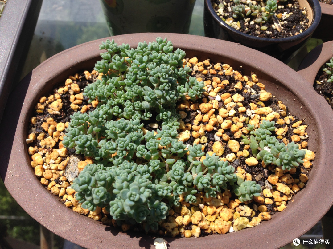 姬星美人小而美的精灵多肉