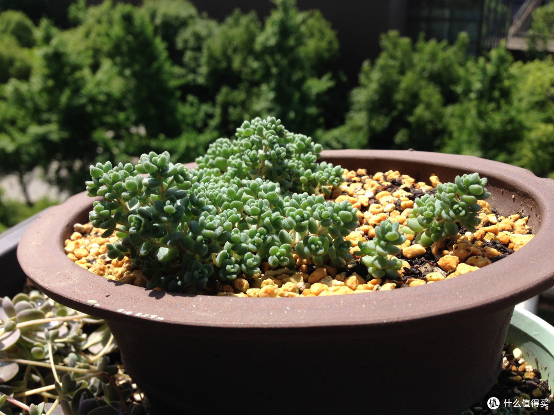 姬星美人小而美的精灵多肉