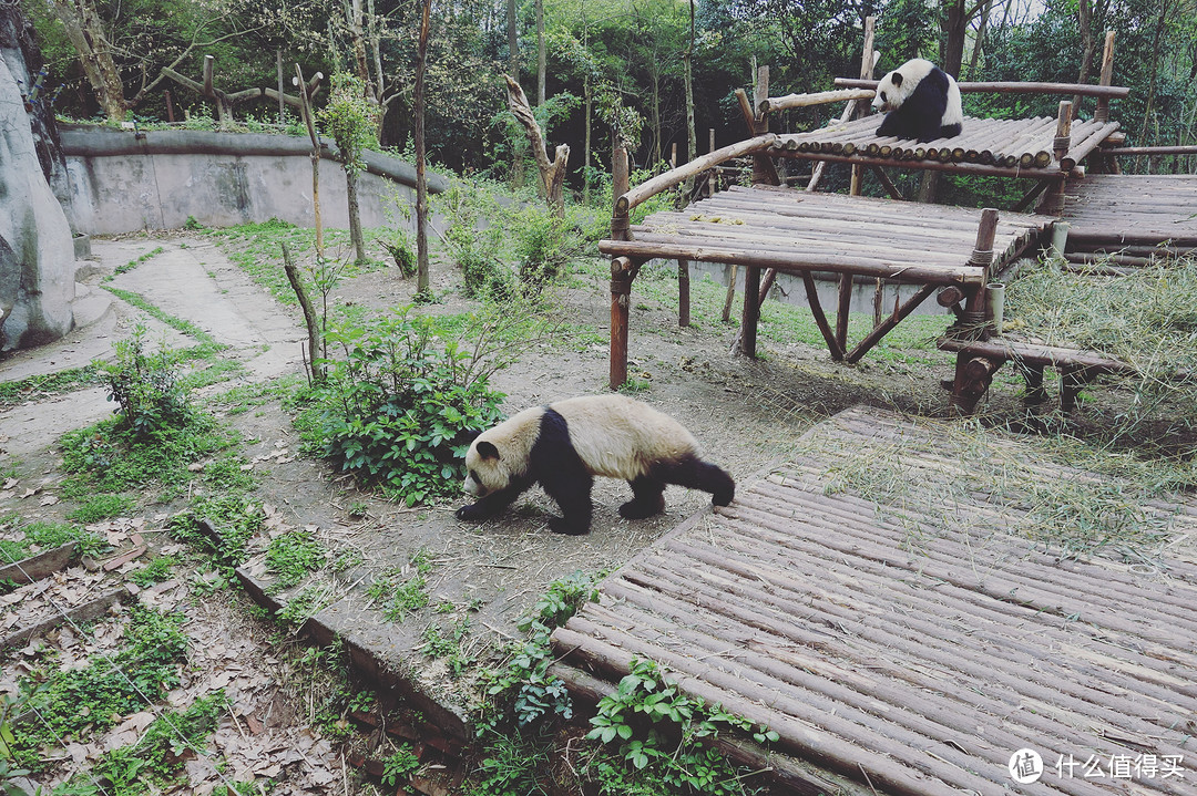 大熊猫，终于见到活的了！