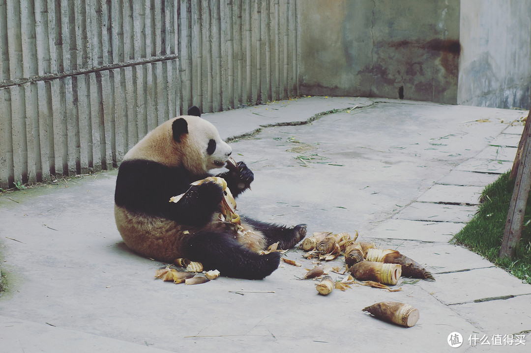 大熊猫，终于见到活的了！