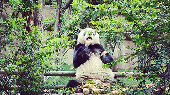川渝14日远行 篇四：大熊猫，终于见到活的了！ 