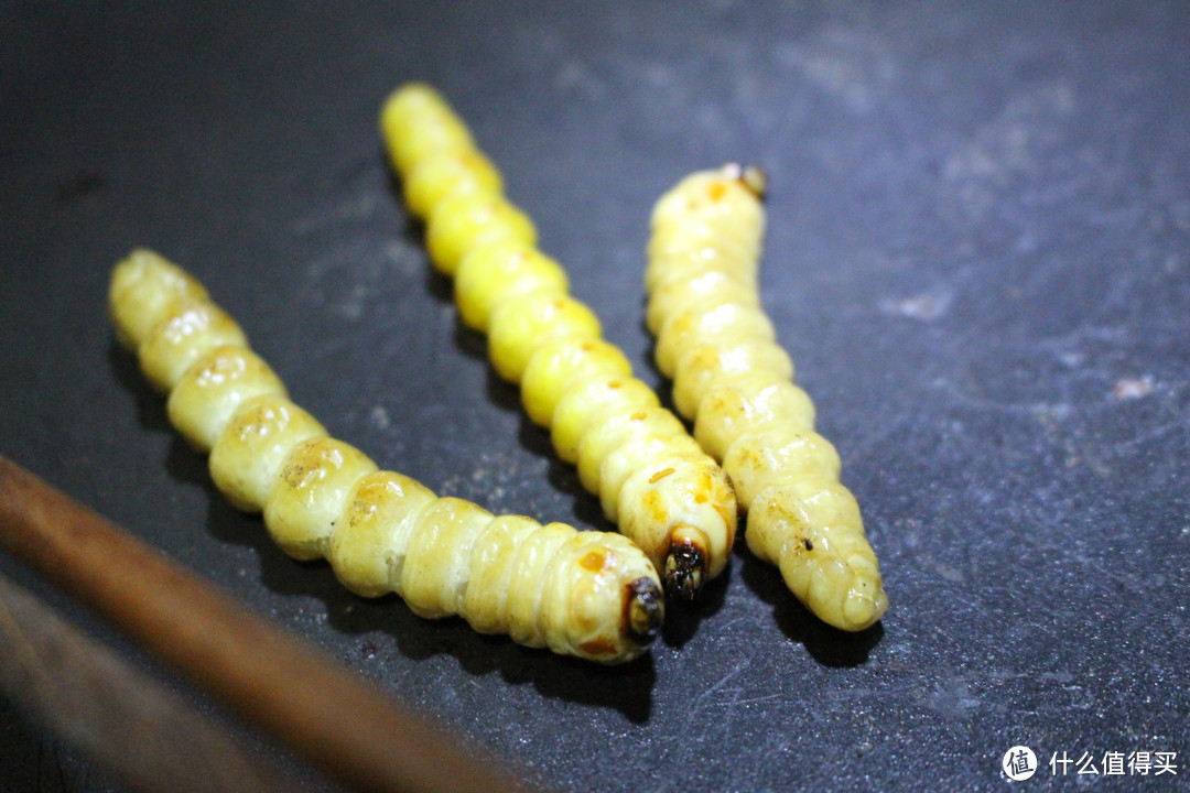 慎點!黑暗料理來襲——鐵鍋直烘倒鬥黃狼蟲(鬥米蟲)