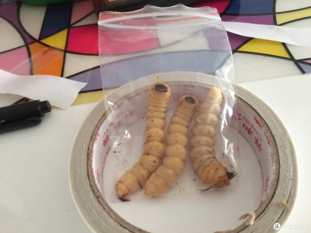 慎点!黑暗料理来袭——铁锅直烘倒斗黄狼虫(斗米虫)