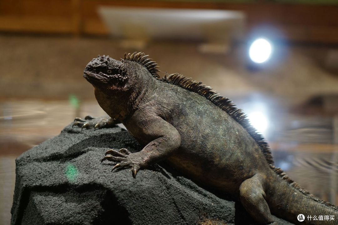 奇妙大自然捷克国家博物馆诺亚方舟特展