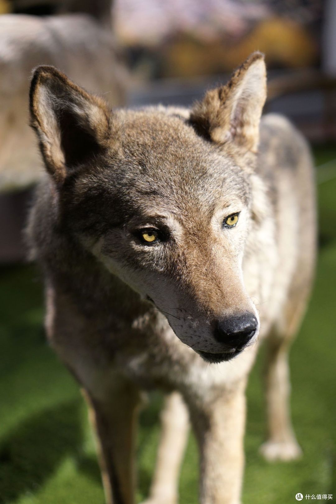 打酱油的灵活小飞鼠:渴求人类火种的巨大猩猩王:萌翻天的大耳朵鼠