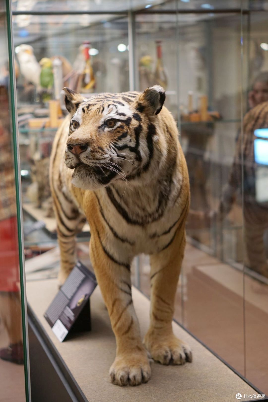 打酱油的灵活小飞鼠:渴求人类火种的巨大猩猩王:萌翻天的大耳朵鼠
