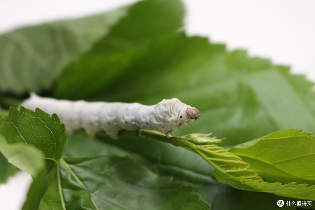 勾起童年的回忆 — 春蚕养成小记