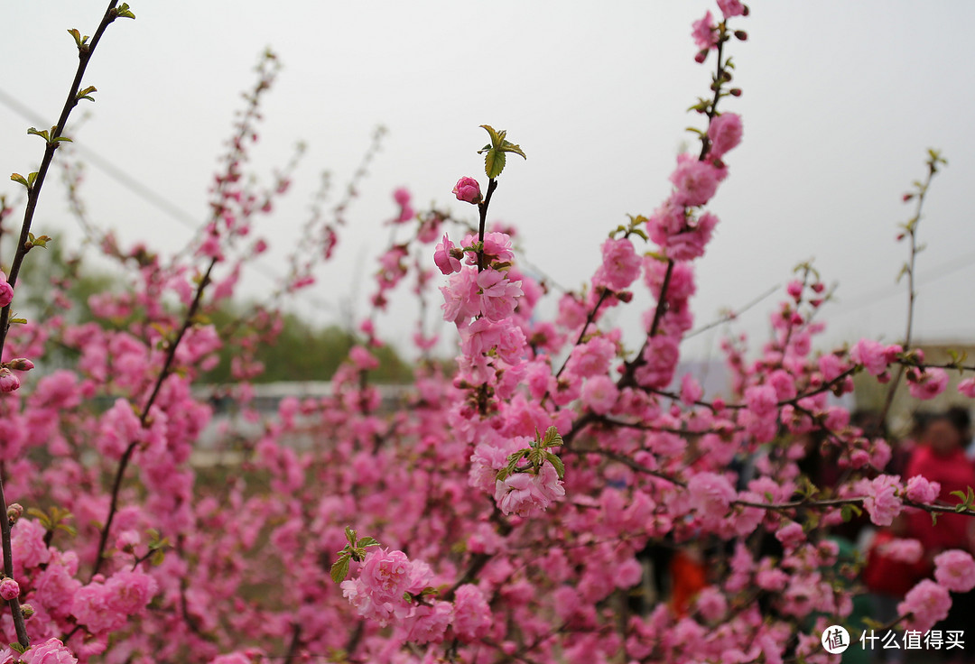 春暖花开去春游你都带些什么