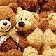 专题：家有熊孩正长成——泰迪熊的成长之路