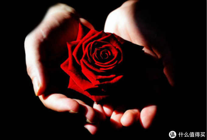 玫瑰表达的不只是爱情