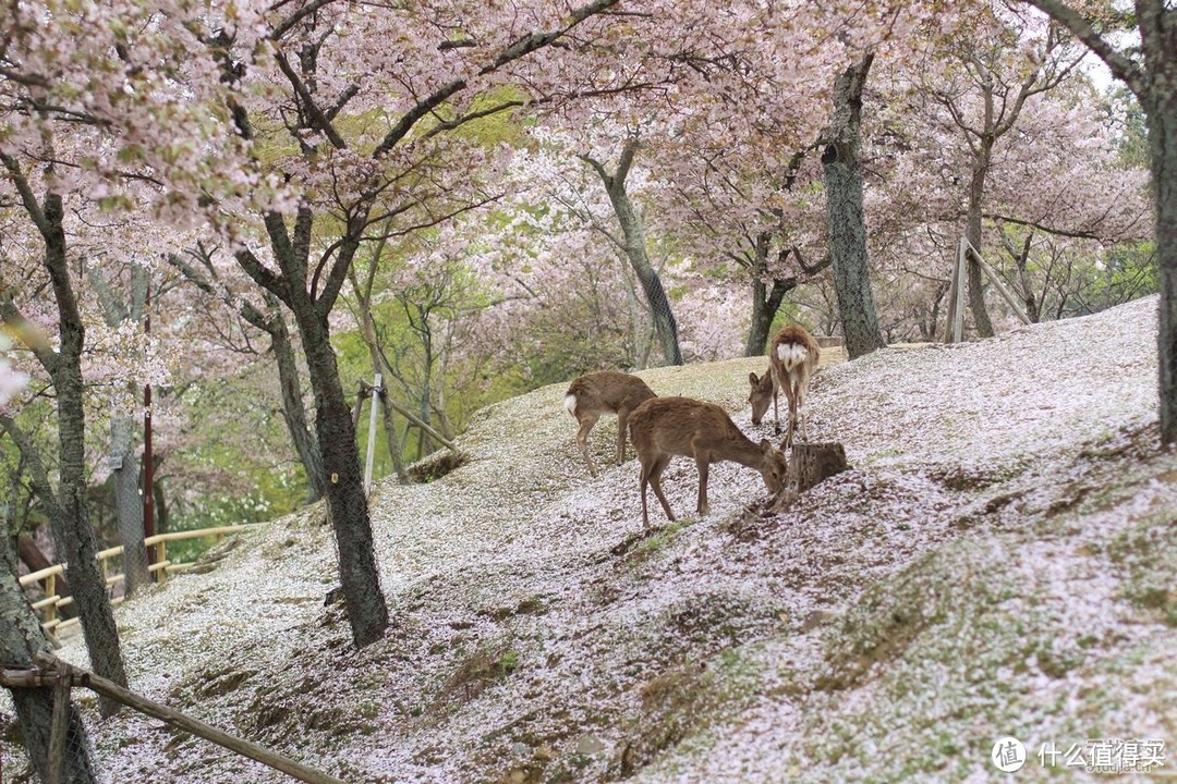 春天了，去软绵绵的樱花里撒个欢儿吧~