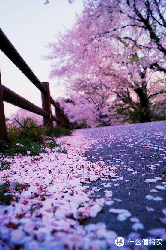 春天了，去软绵绵的樱花里撒个欢儿吧~