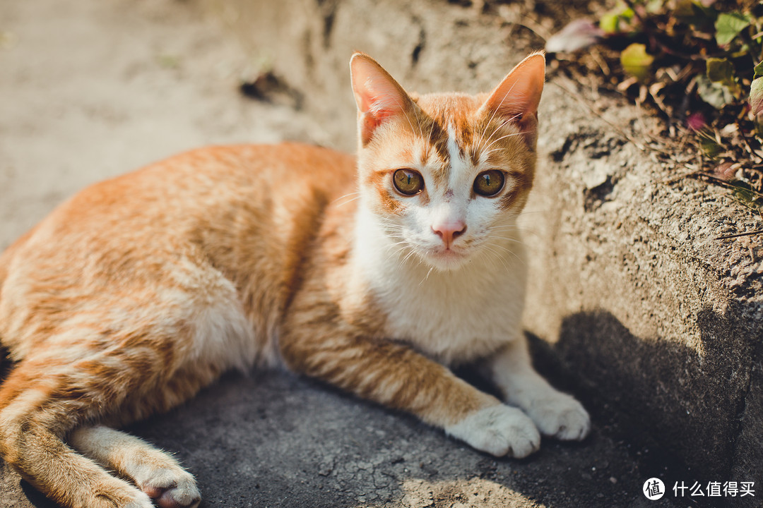 佳能 EF 50mm f1.4定焦镜头拍照效果图6