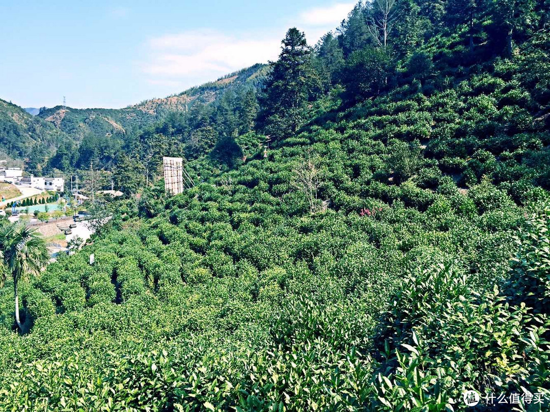 除了精酿，你们喜欢喝茶吗？——说一说家乡的茶叶