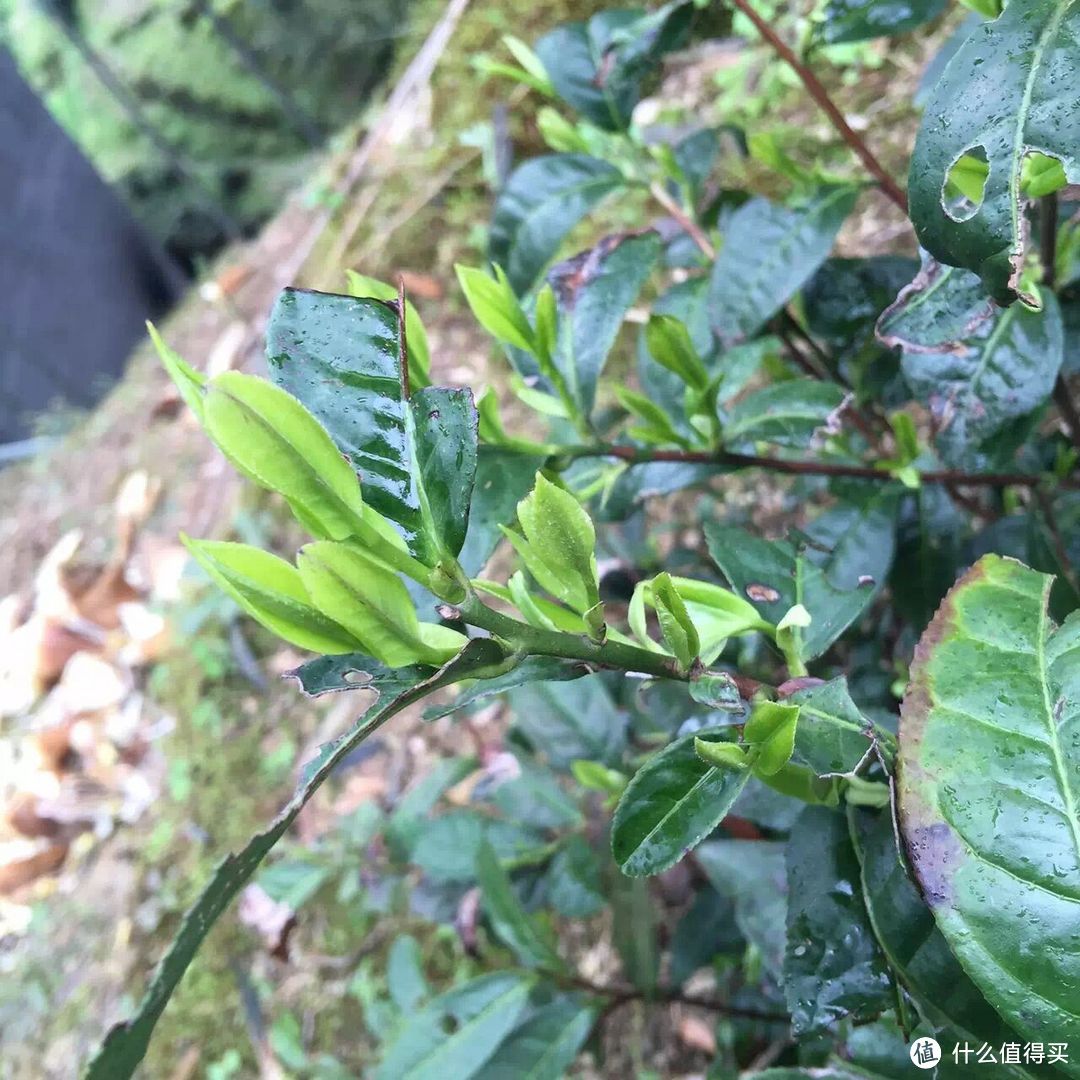 除了精酿，你们喜欢喝茶吗？——说一说家乡的茶叶