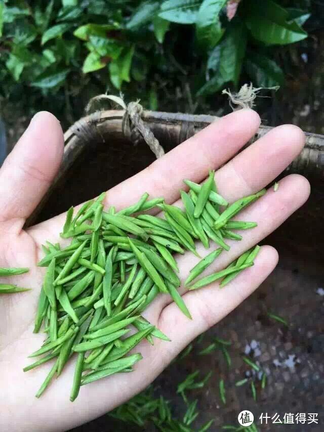 除了精酿，你们喜欢喝茶吗？——说一说家乡的茶叶