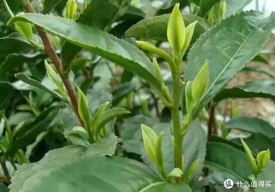 除了精酿，你们喜欢喝茶吗？——说一说家乡的茶叶