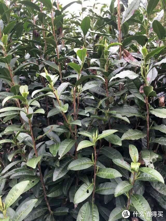 除了精酿，你们喜欢喝茶吗？——说一说家乡的茶叶