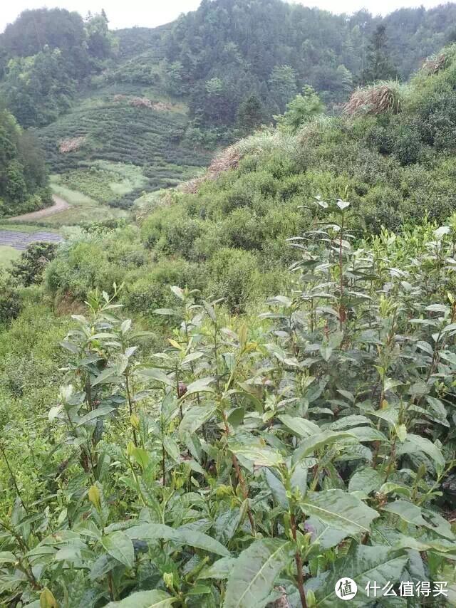 除了精酿，你们喜欢喝茶吗？——说一说家乡的茶叶