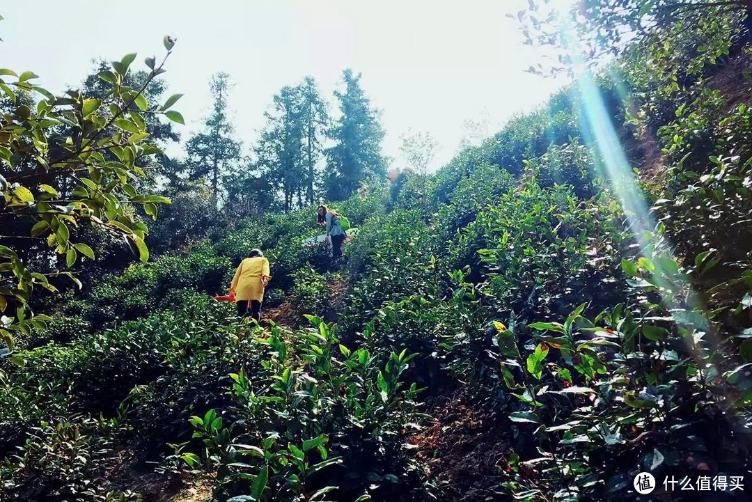 除了精酿，你们喜欢喝茶吗？——说一说家乡的茶叶