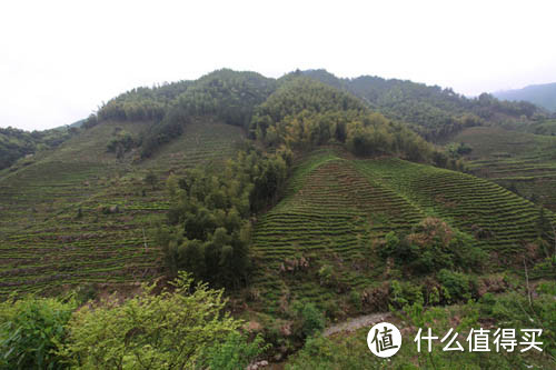 除了精酿，你们喜欢喝茶吗？——说一说家乡的茶叶