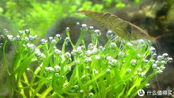 大城市里的小世界 篇二:草缸世界里的精灵