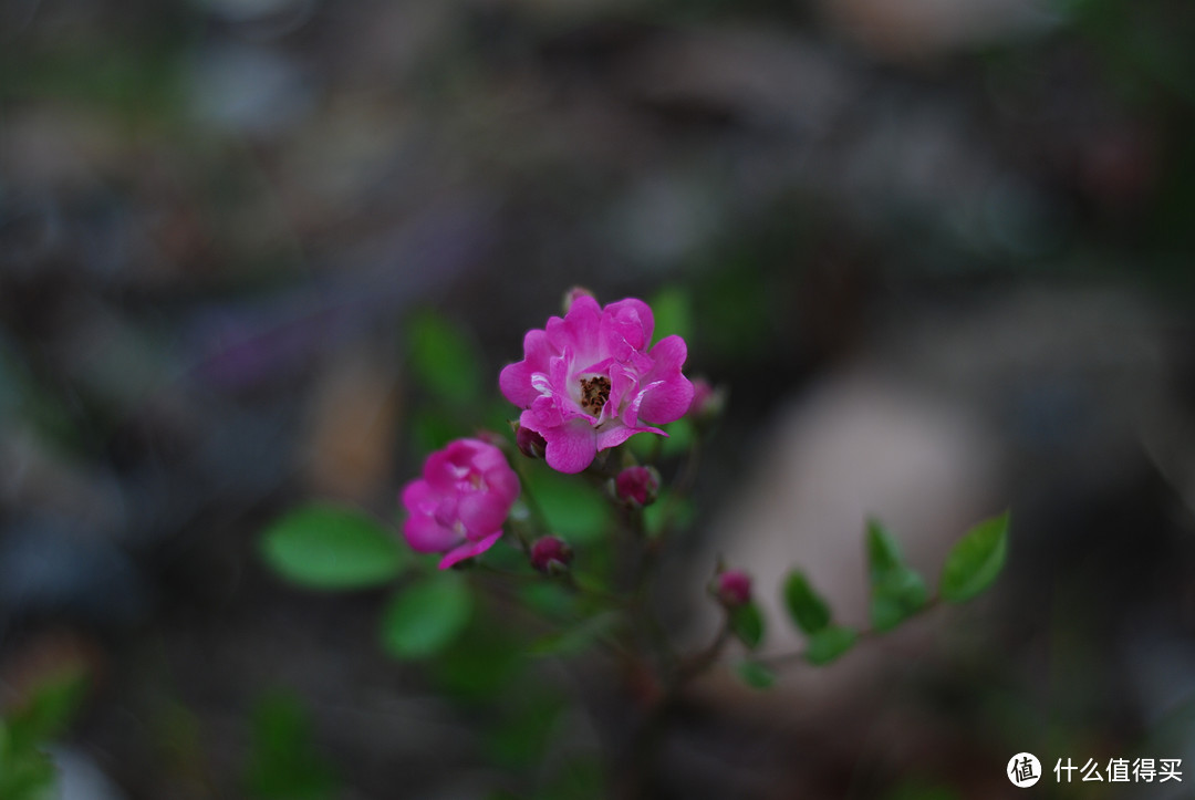 ”人类光学精华“：Nikon 尼康 AF50mm f1.8D 镜头 开箱晒单