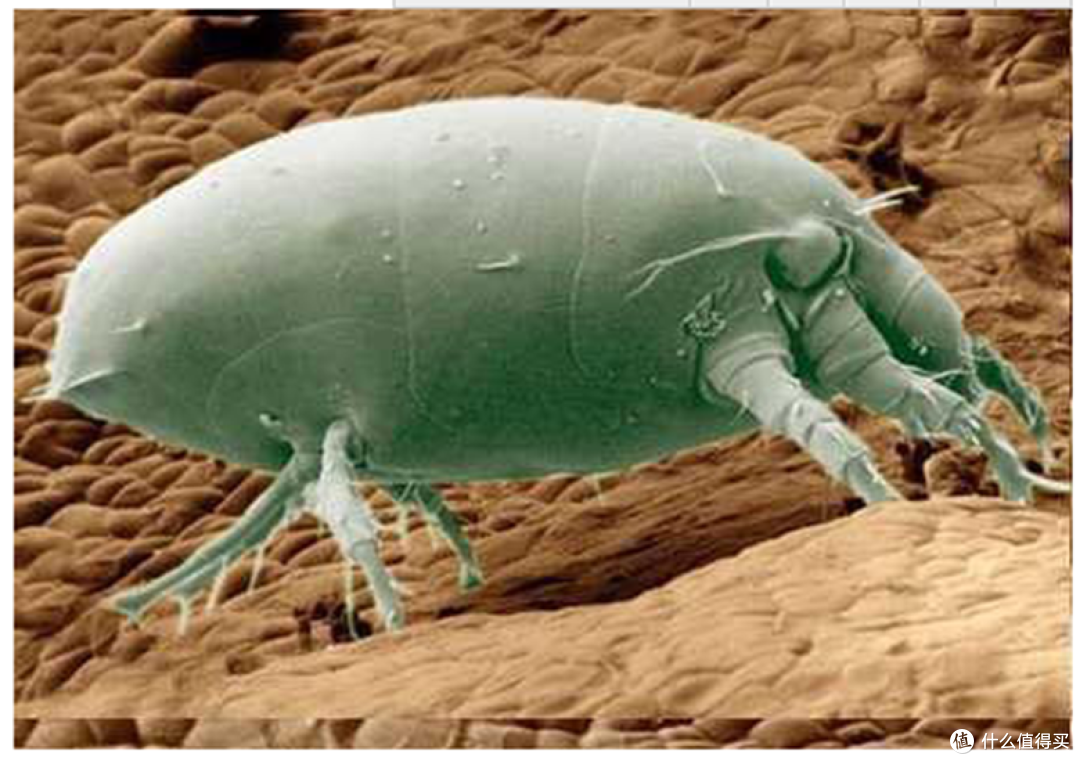 能防螨的除螨仪小狗电器d608床褥除螨仪评测