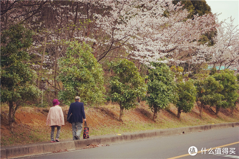 【樱花奇遇记】东京圈赏樱路线之“遇见埼玉”