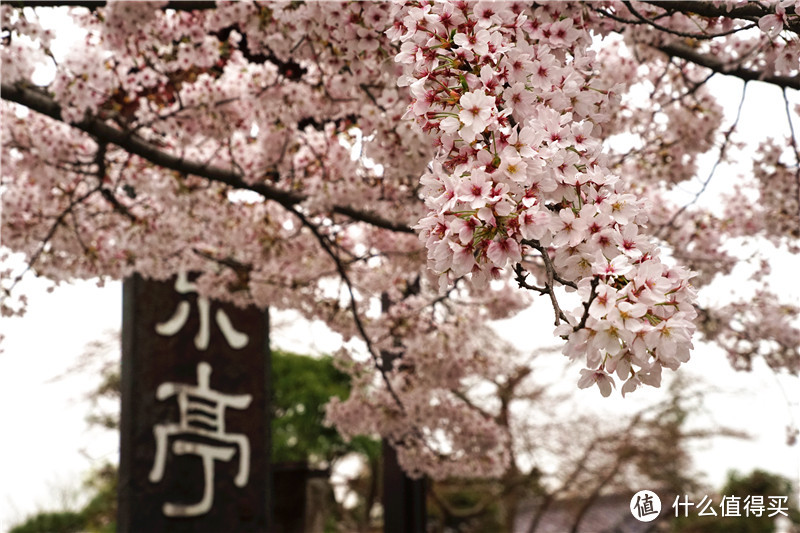 【樱花奇遇记】东京圈赏樱路线之“遇见埼玉”