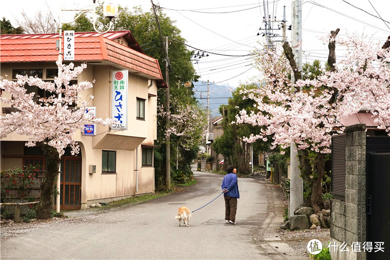 【樱花奇遇记】东京圈赏樱路线之“遇见埼玉”