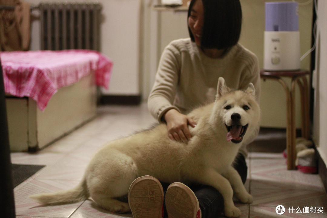 幼犬的挑选、疫苗以及定点大小便等平时注意事项