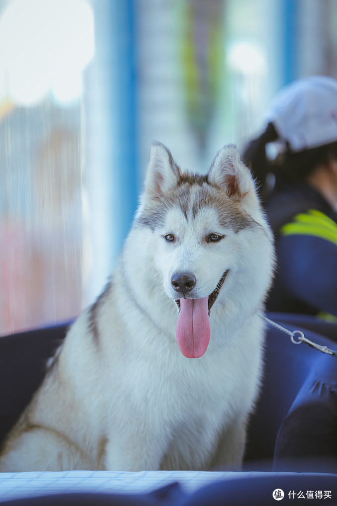 哈士奇养成攻略 哈士奇幼犬如何选 如何饲养哈士奇 什么值得买