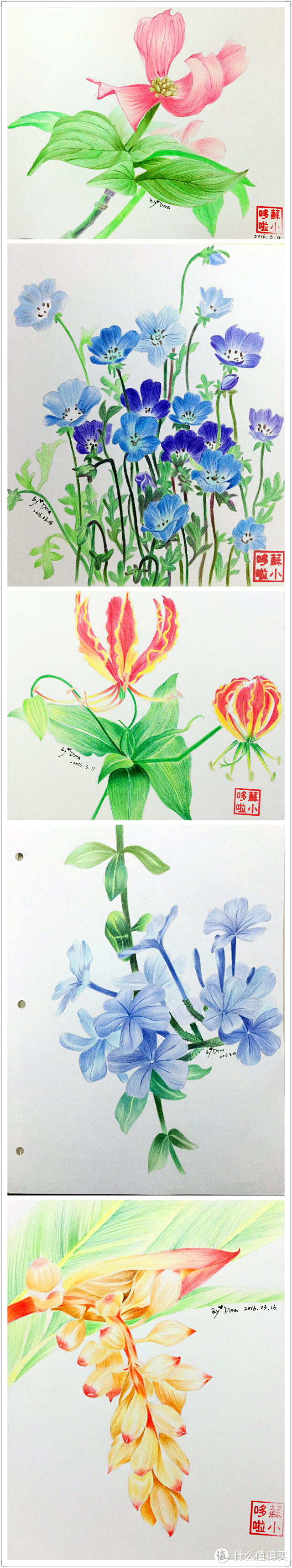 我画完了一整本《花之绘Ⅲ》——我的彩铅画记录