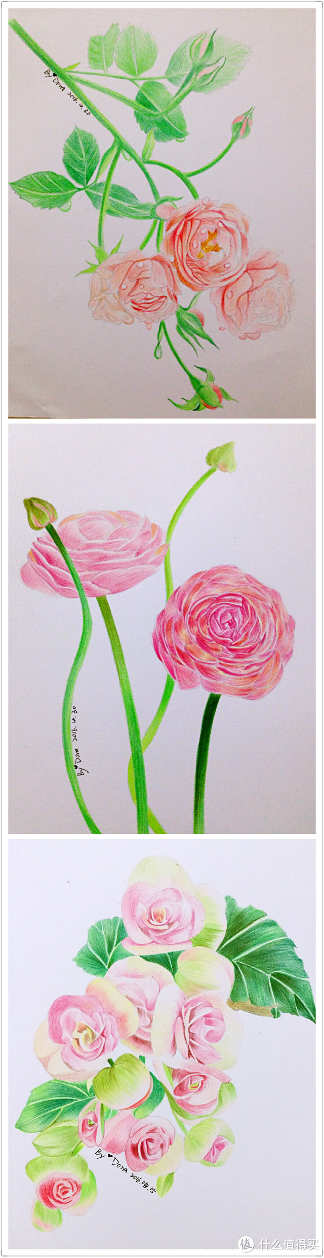 我画完了一整本《花之绘Ⅲ》——我的彩铅画记录