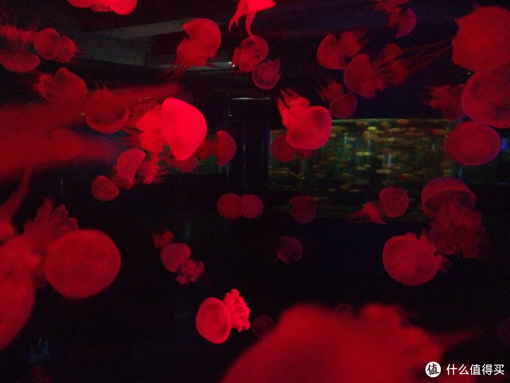 内陆人的海洋梦——游重庆欢乐海底世界恰遇海底婚礼【附海底婚礼视频】