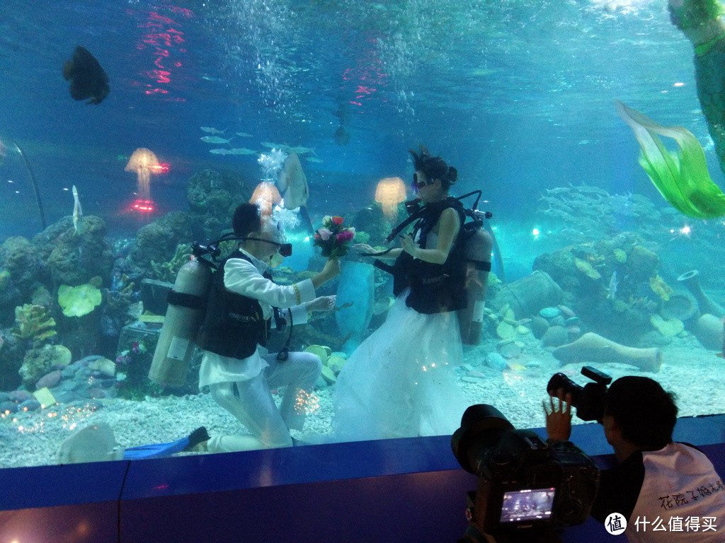 内陆人的海洋梦——游重庆欢乐海底世界恰遇海底婚礼【附海底婚礼视频】