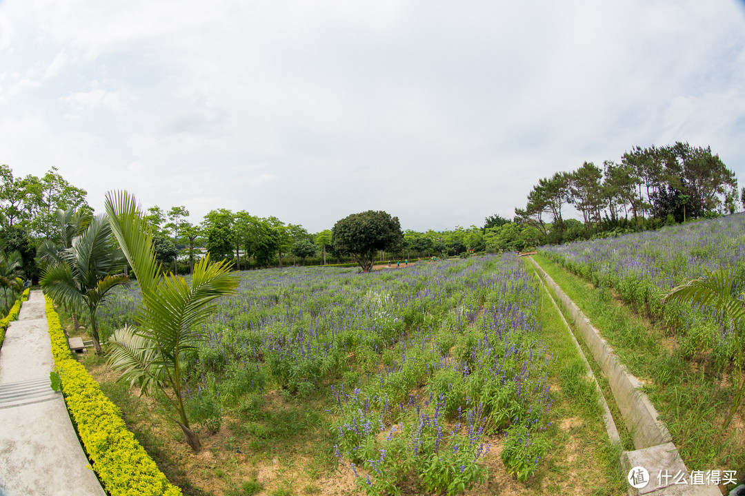 冷门焦段，canon 佳能 EF 8-15mm f/4L USM 鱼眼 镜头 使用评测