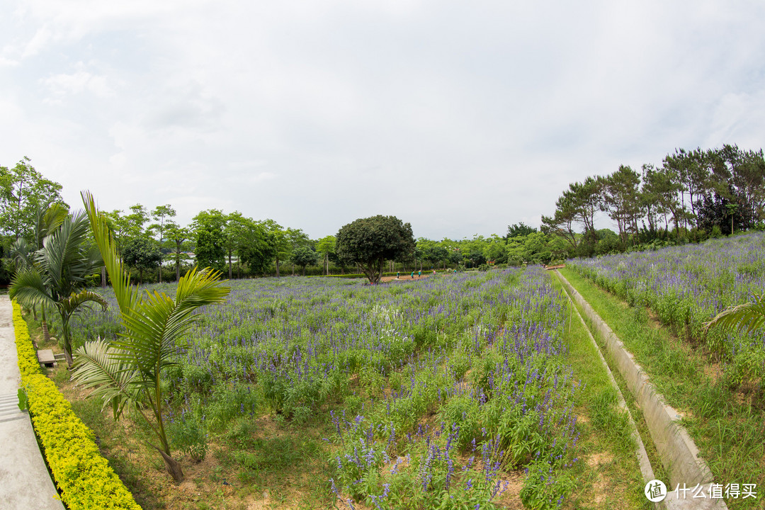 冷门焦段，canon 佳能 EF 8-15mm f/4L USM 鱼眼 镜头 使用评测