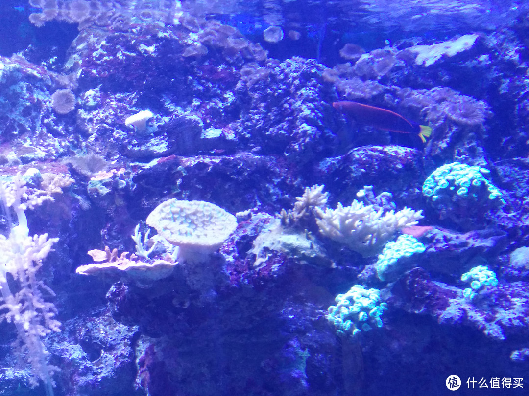 珊瑚观赏缸