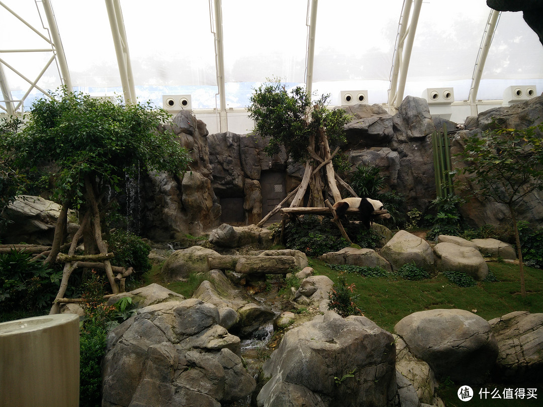 香港海洋公园  大熊猫